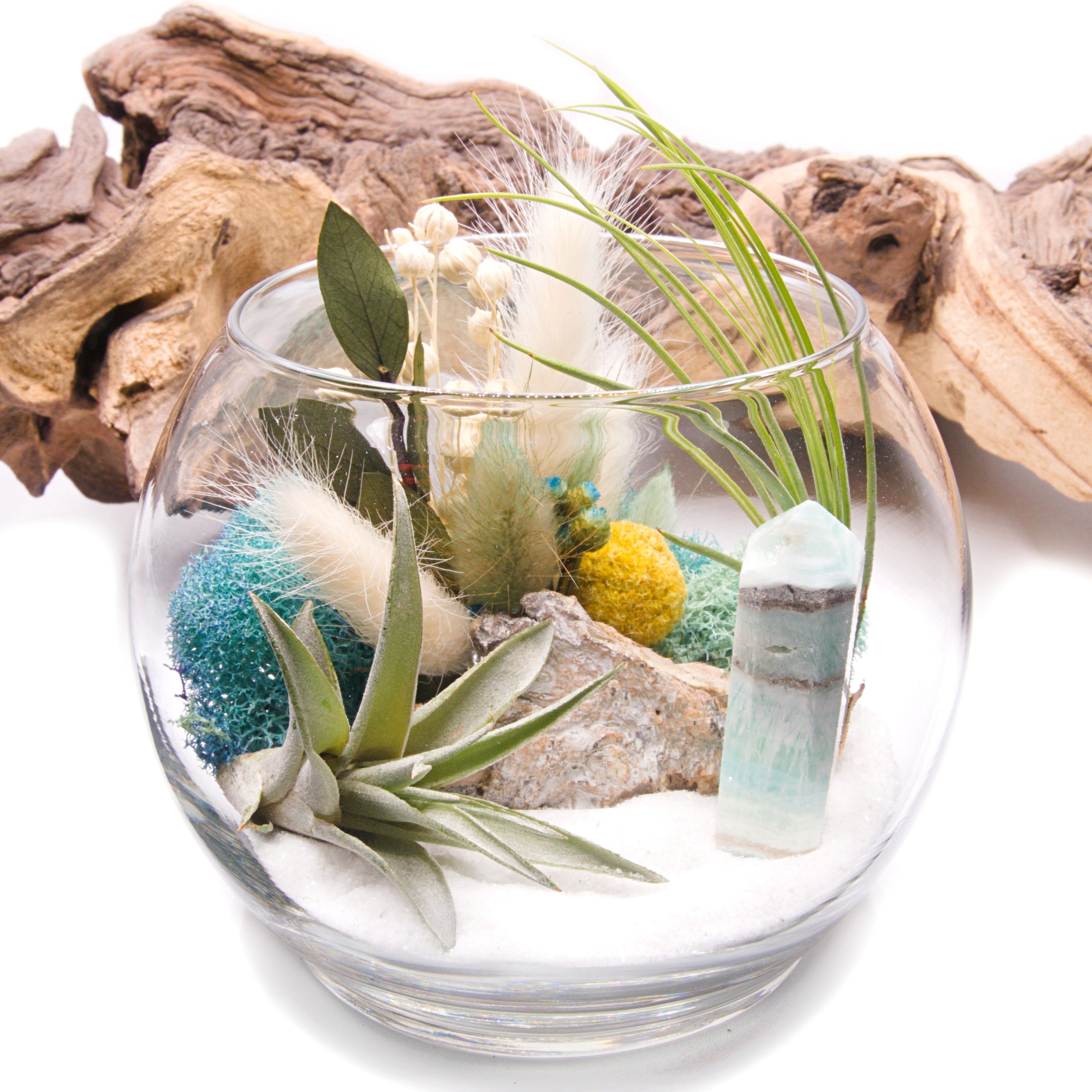 Carved Wood Bowl filled with a variety of Air Plants, high quality 12 healthy plants!