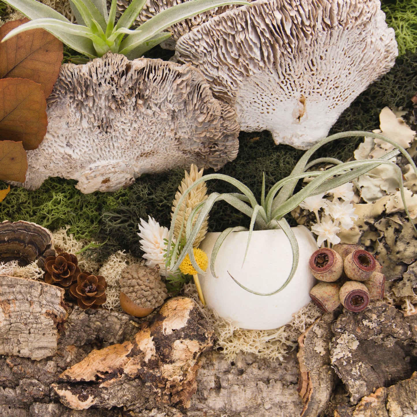 Cadre paysage plantes aériennes, mousses et fleurs - Très grand