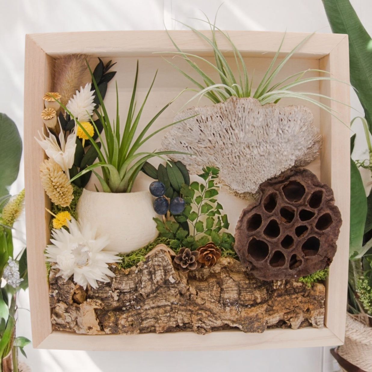 Airplant Art Frame - Forest Trail Natual Frame