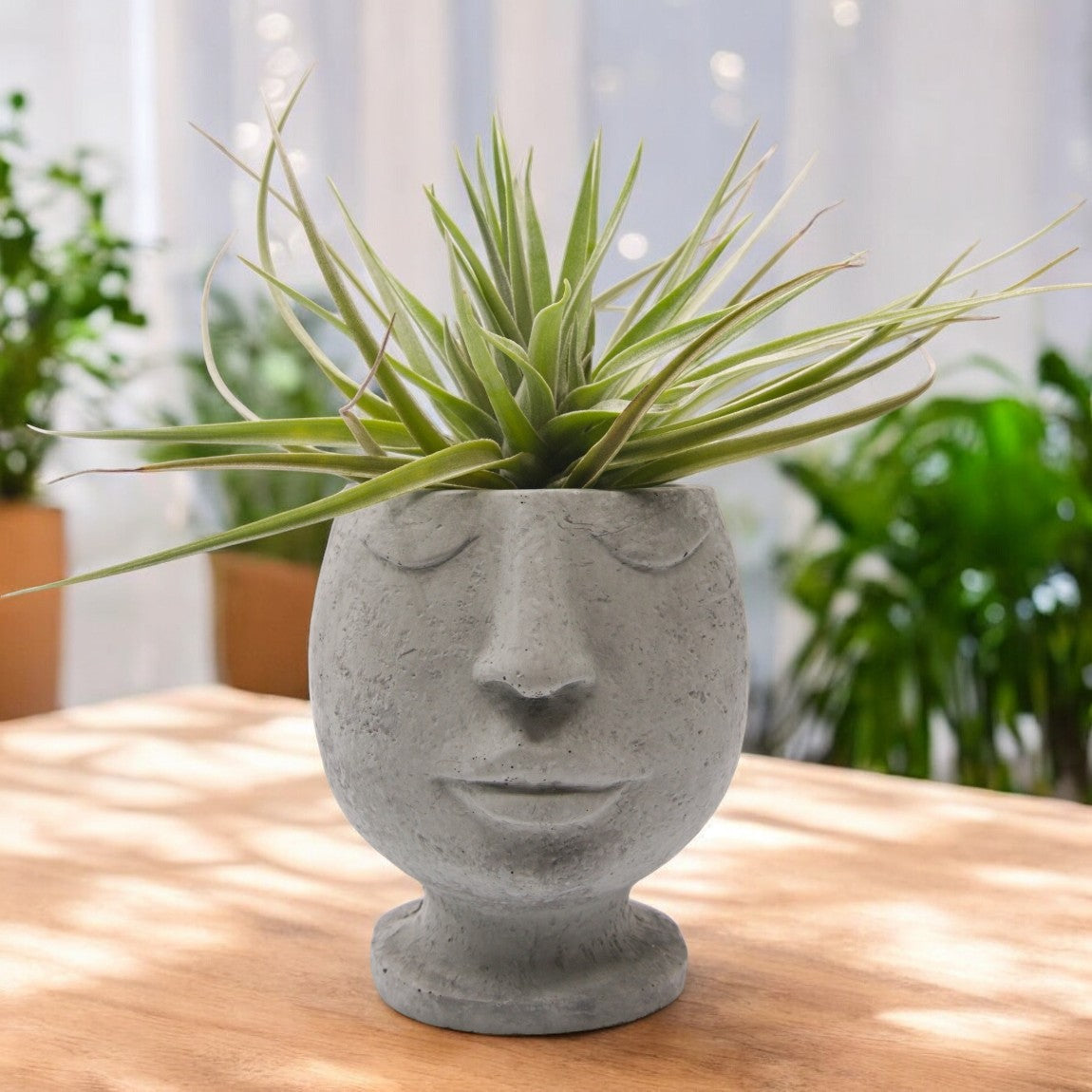 Tillandsia Aeranthos Negra 6-7" wide