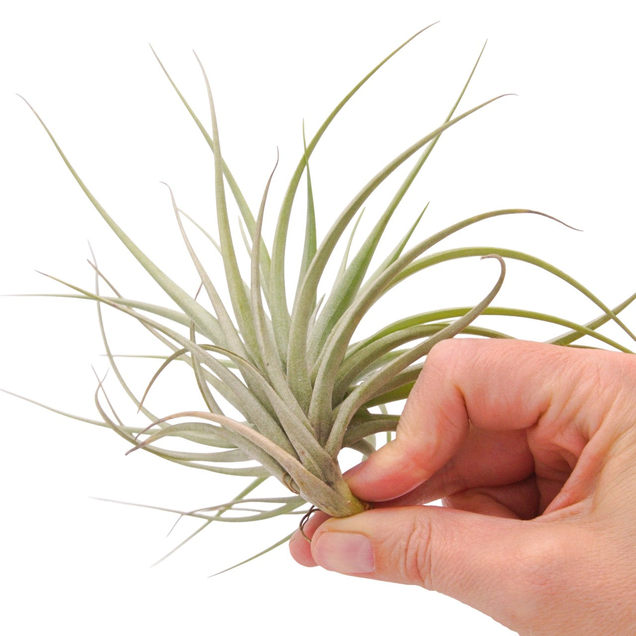 Tillandsia Aeranthos Negra 6-7" wide