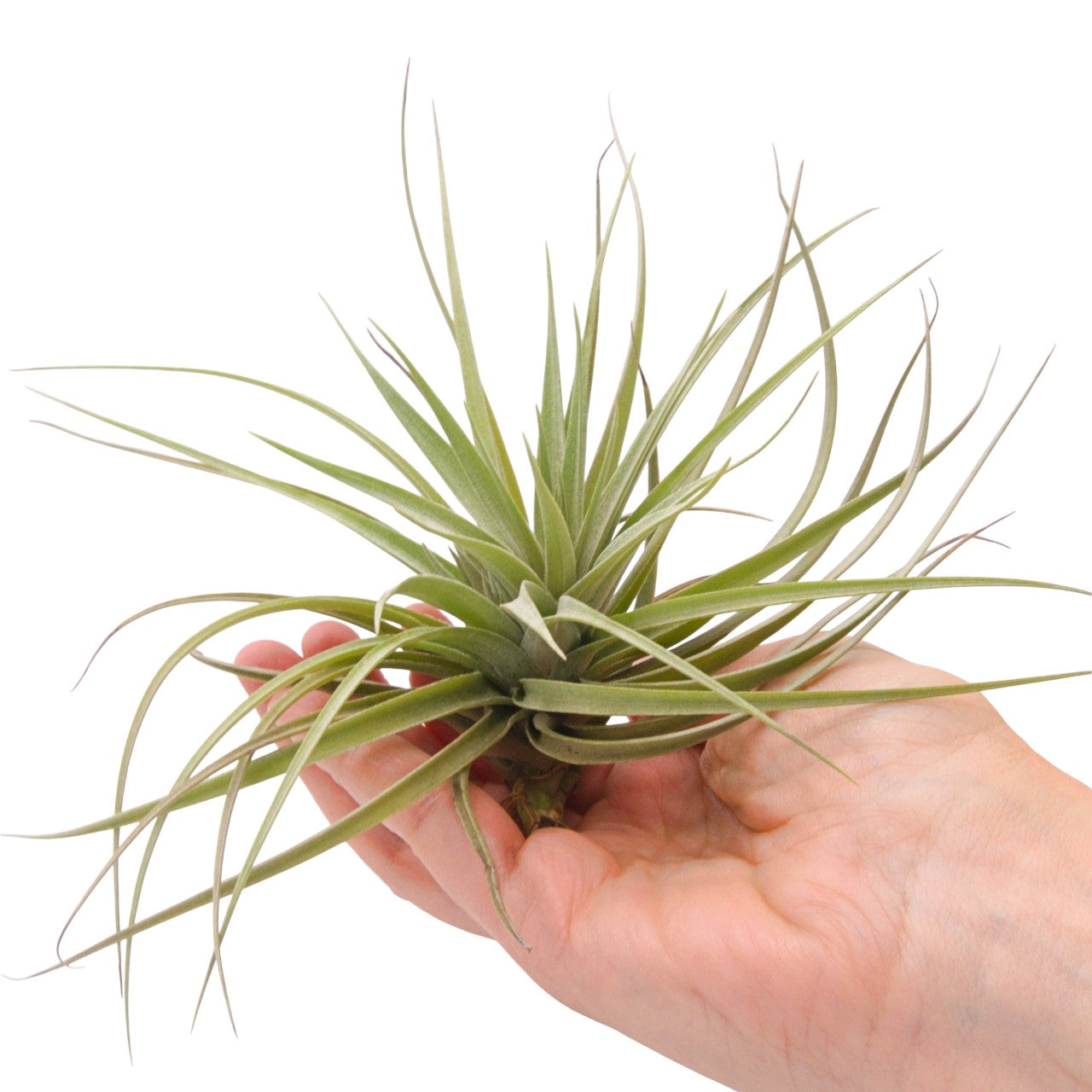 Tillandsia Aeranthos Negra 6-7" wide