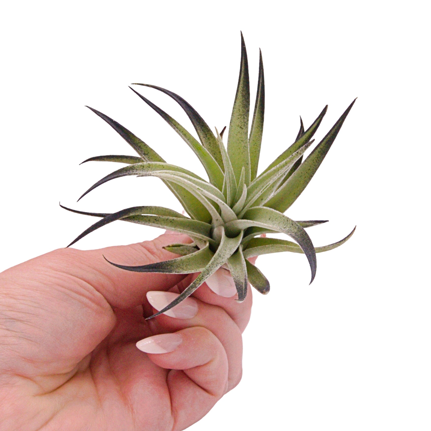 Tillandsia Harrisii Black enhanced airplants in Canada