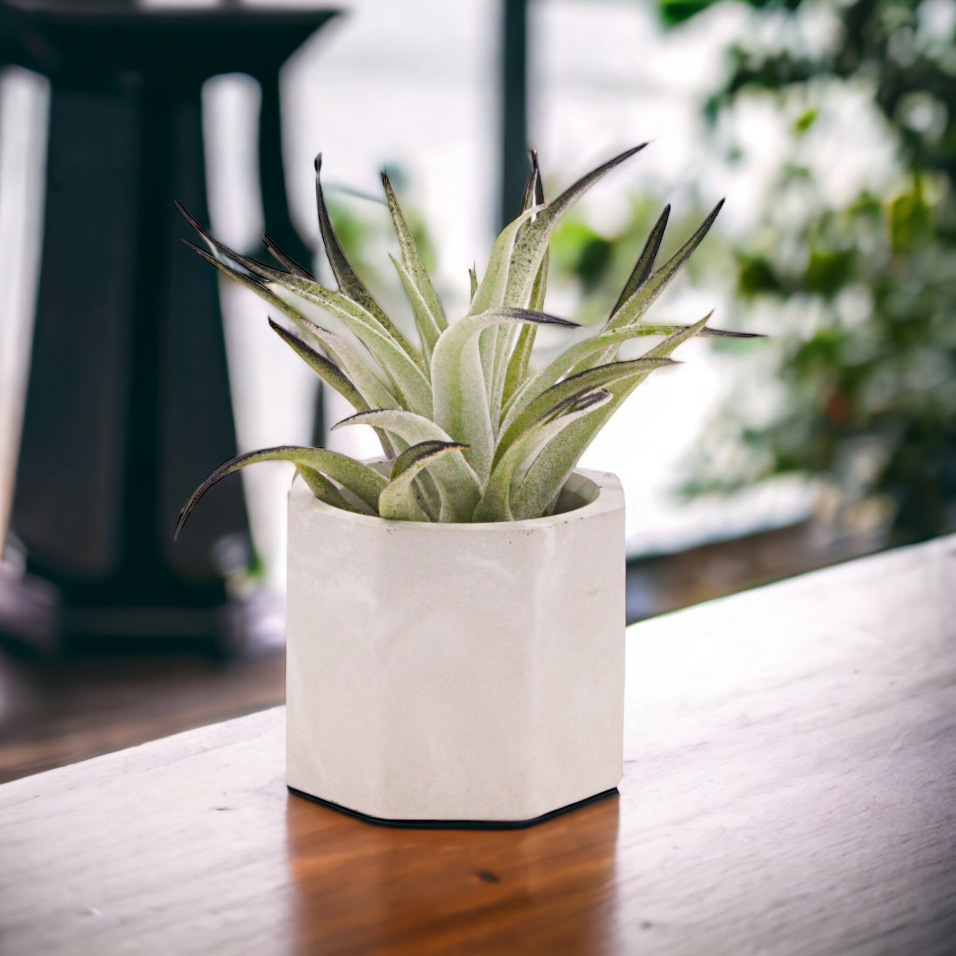 Tillandsia Harrisii Black enhanced airplants in Canada