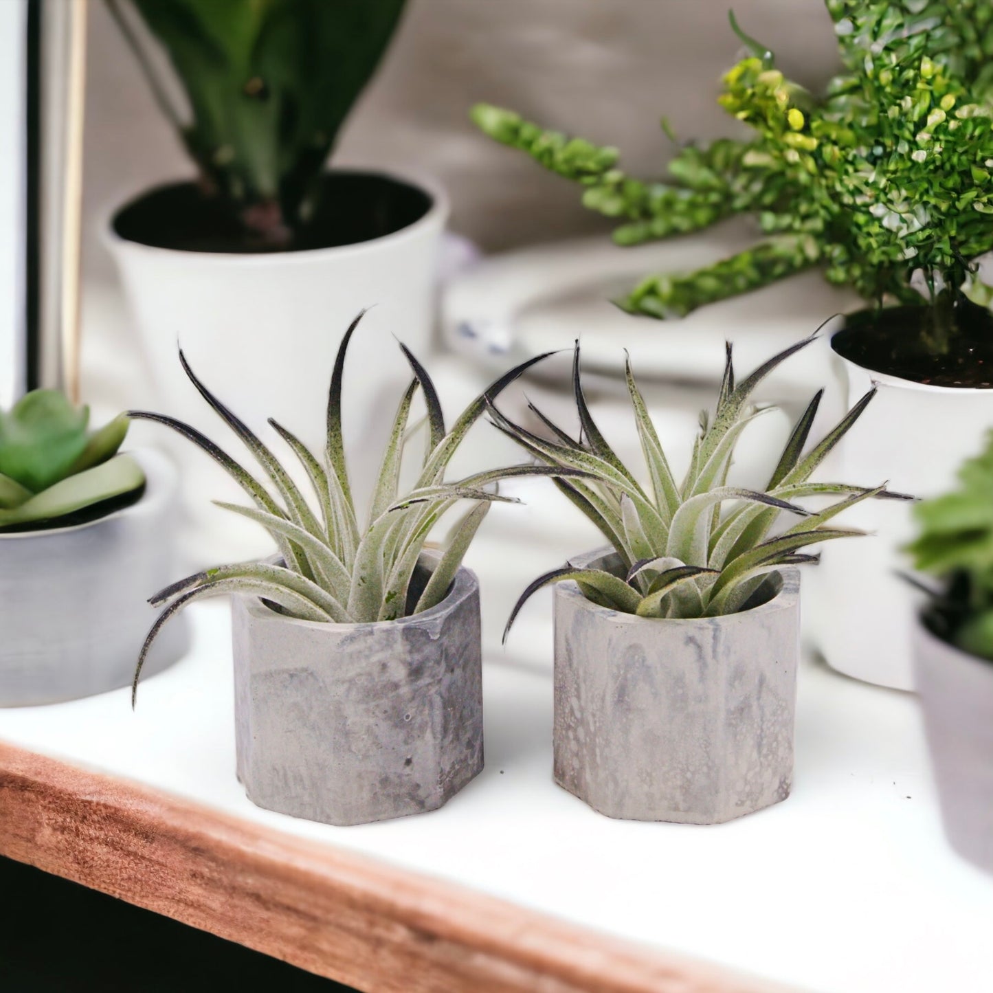 Tillandsia Harrisii Black enhanced airplants in Canada