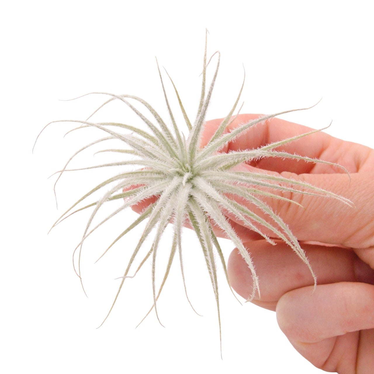 Tillandsia Tectorum