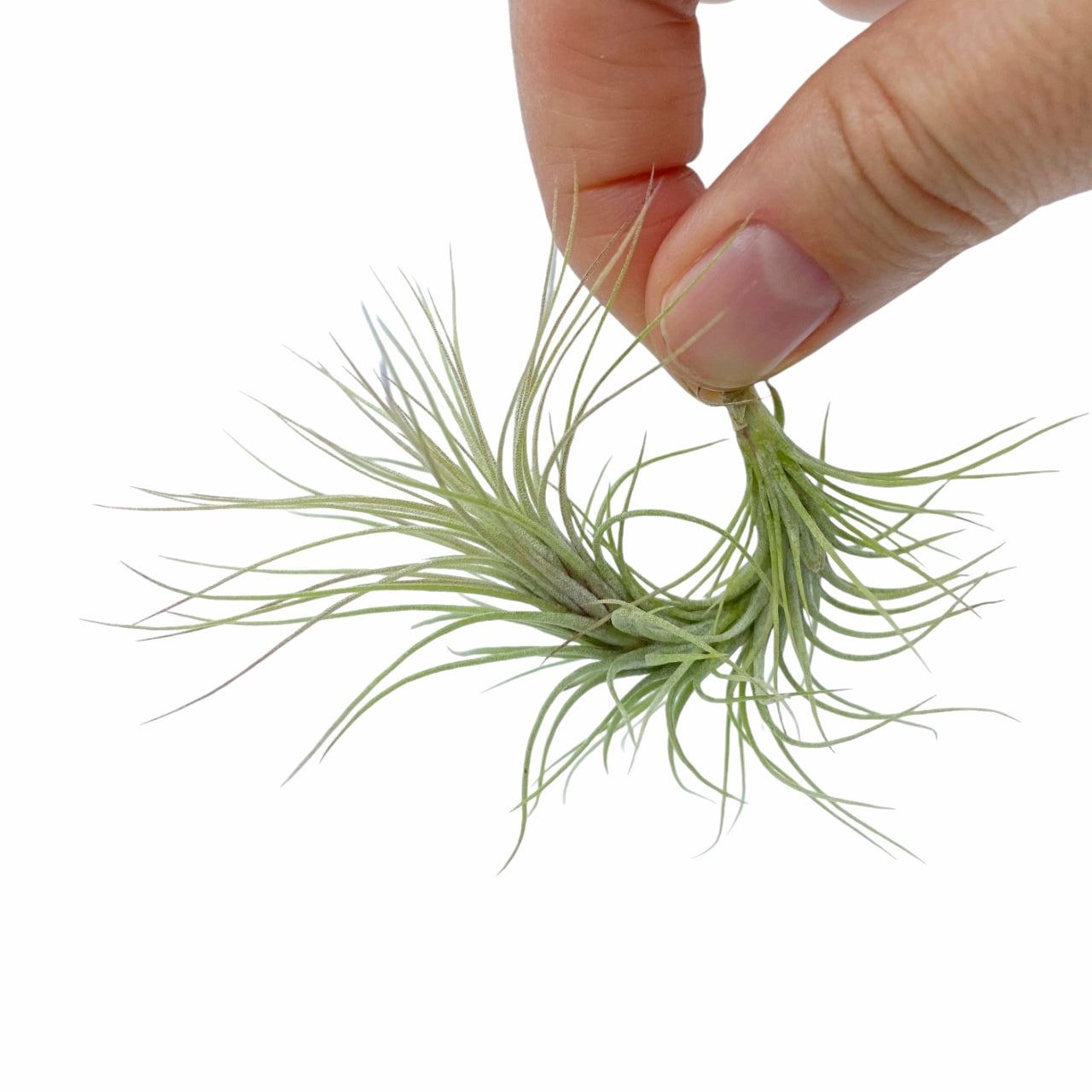 Tillandsia Funckiana