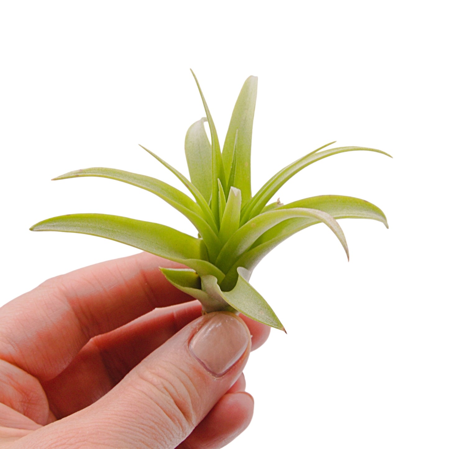 Tillandsia Brachycaulos Small