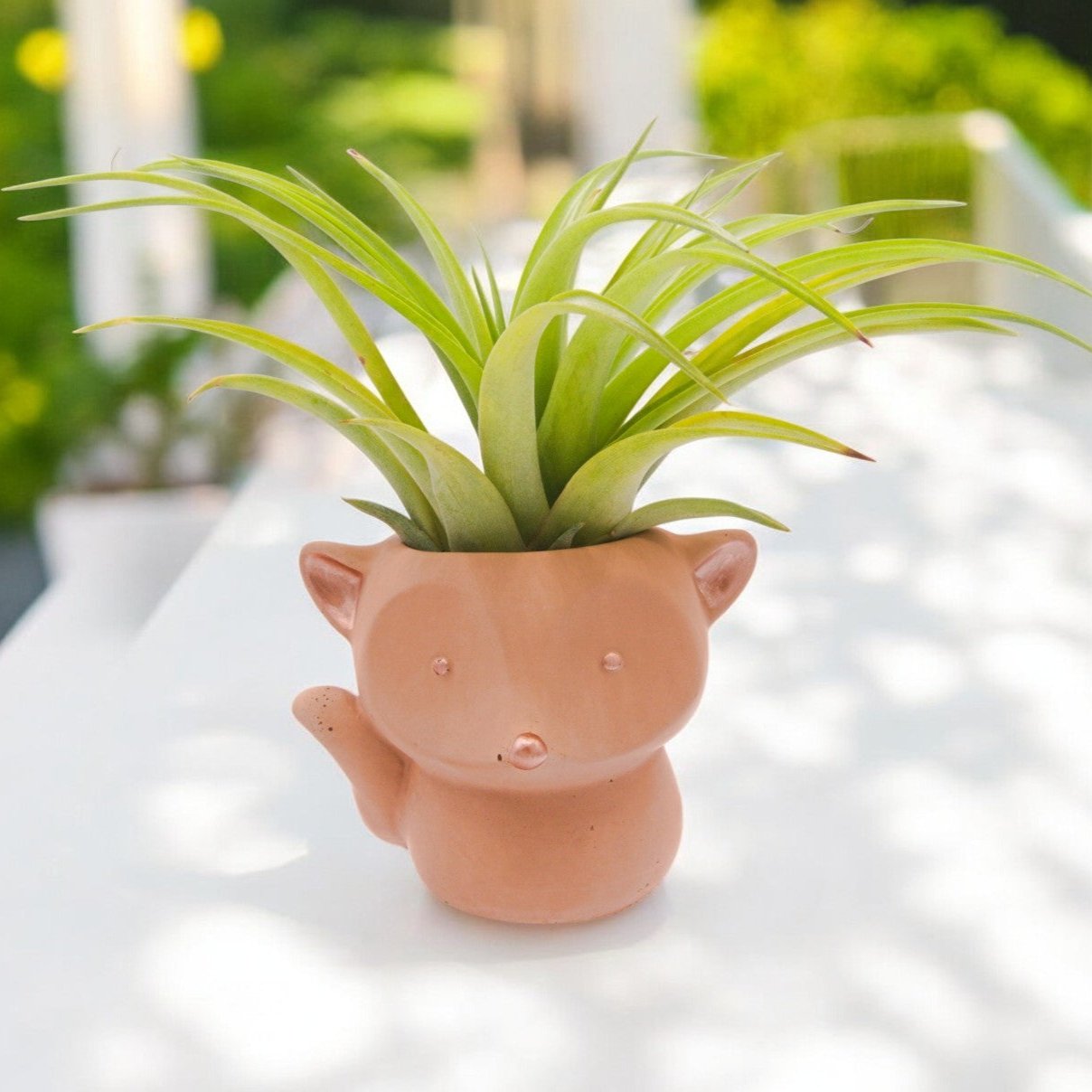 Tillandsia Brachycaulos Green Large