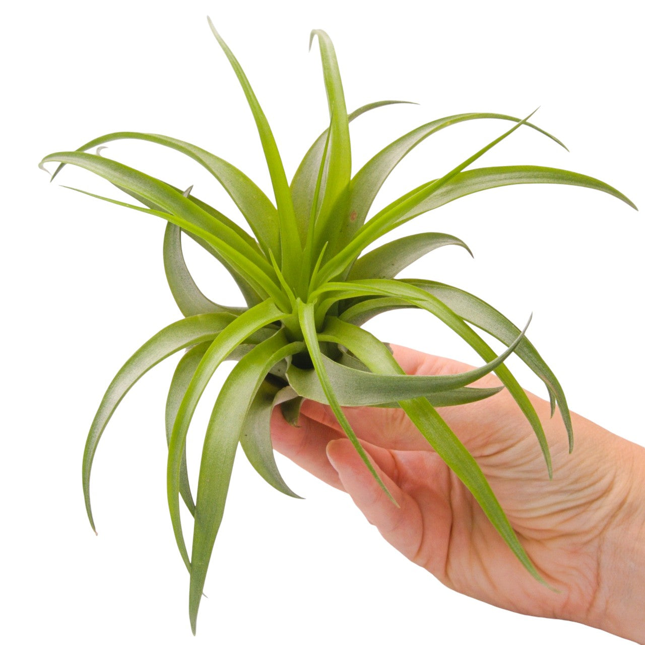 Tillandsia Brachycaulos Large