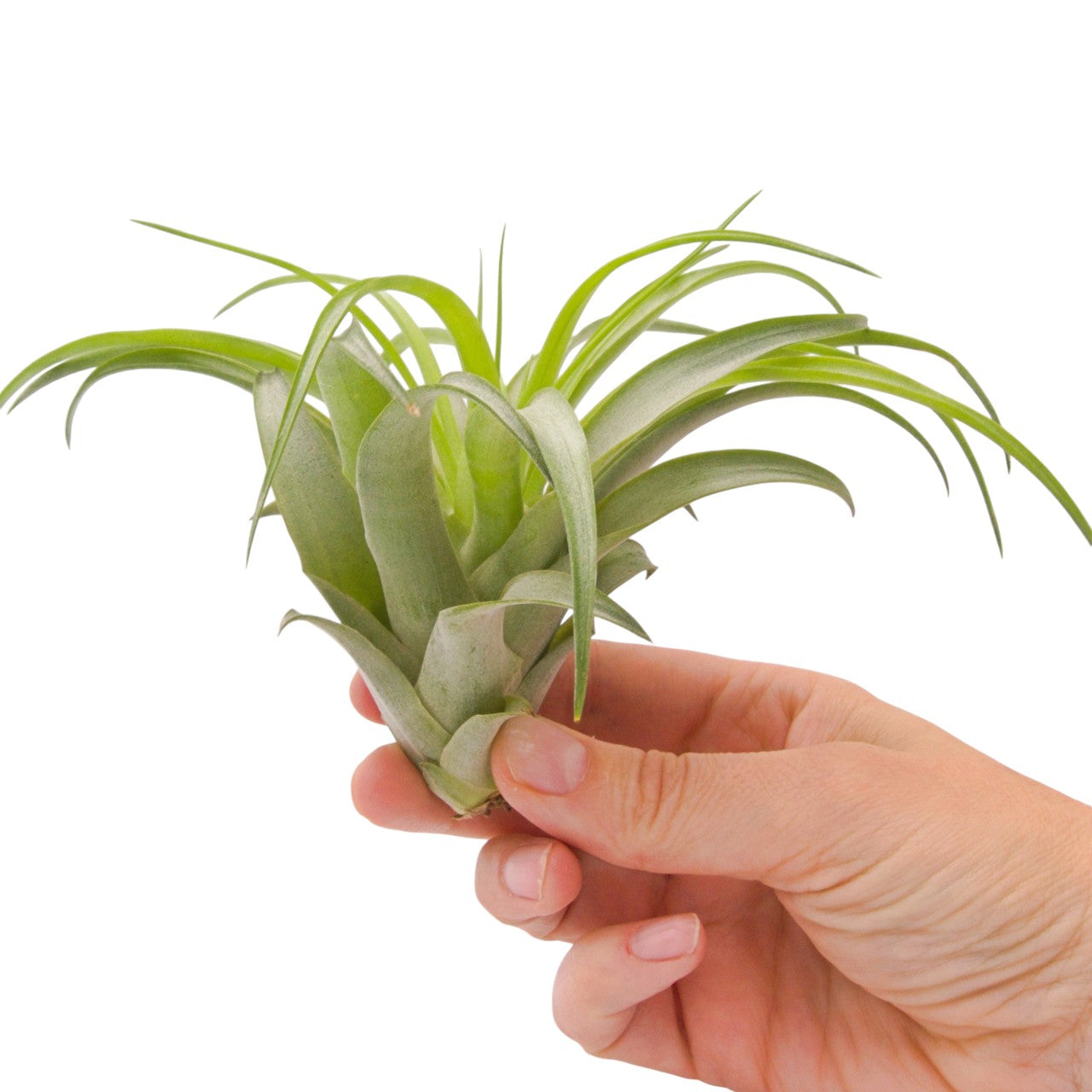 Tillandsia Brachycaulos Green Large