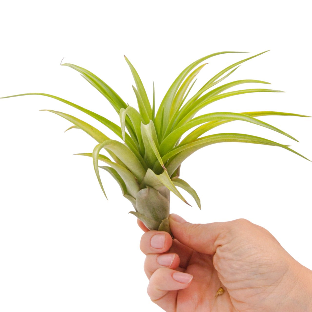 Tillandsia Brachycaulos Green Large