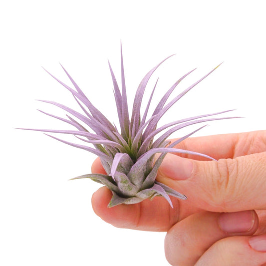 Tillandsia Ionantha Lilac enhanced