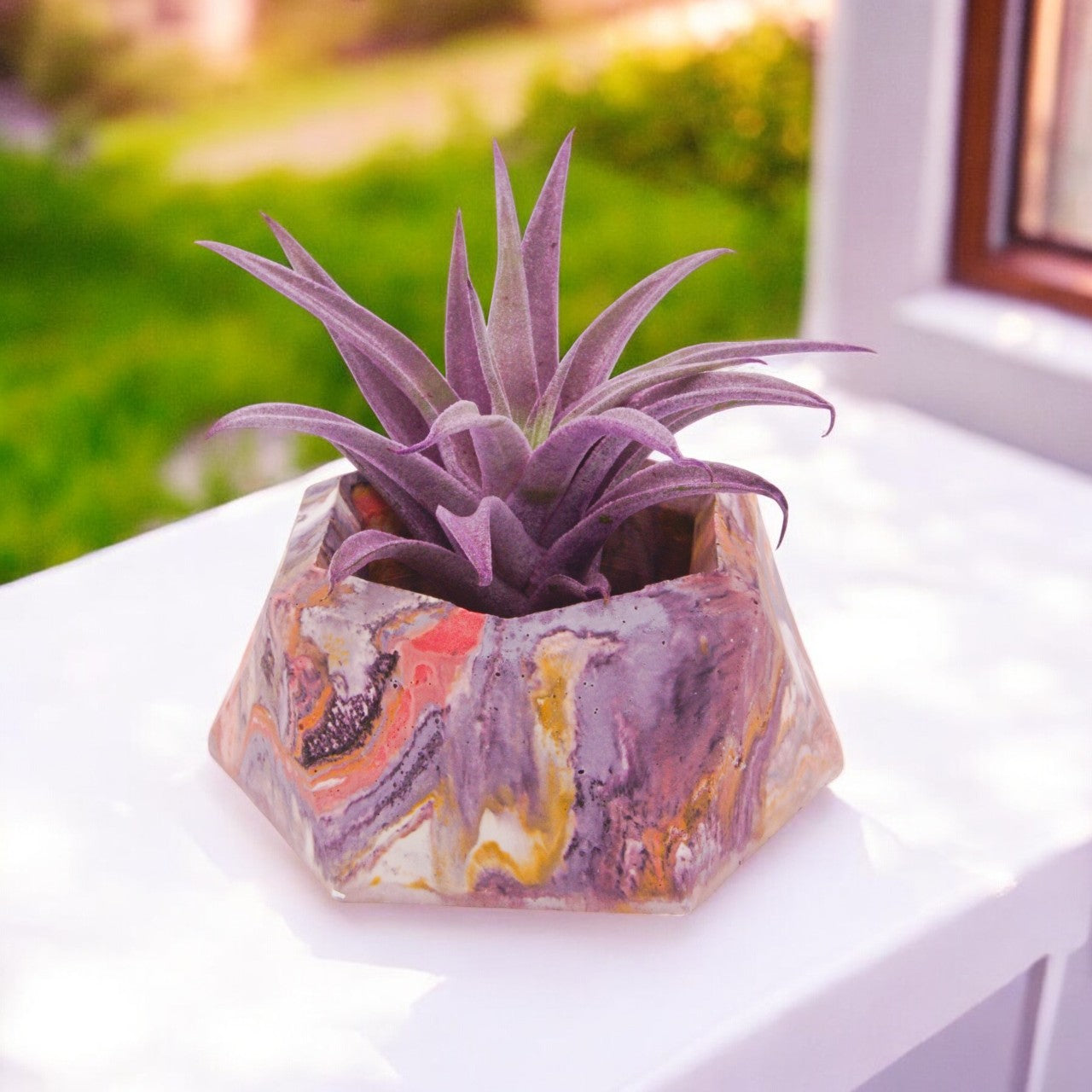 Tillandsia Harrisii Purple Enhanced