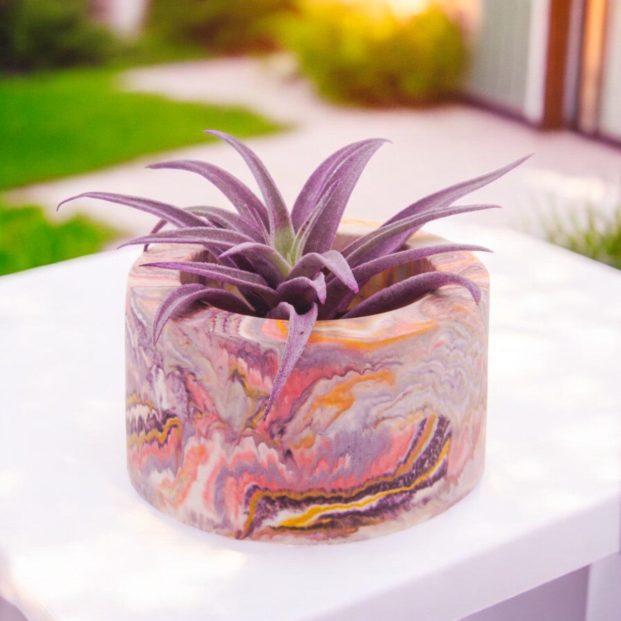 Tillandsia Harrisii Purple Enhanced