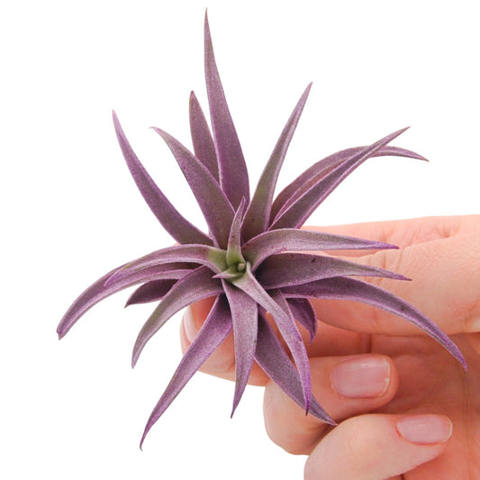 Tillandsia Harrisii violet augmenté