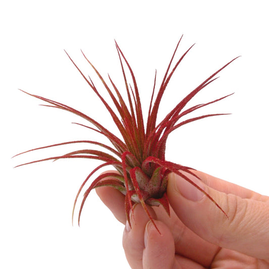 Tillandsia Ionantha - Rouge augmentée