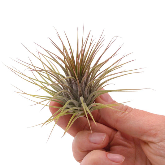 Tillandsia Ionantha Guatemala