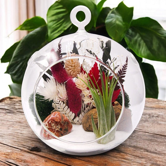 Terrarium à bulle avec une plante aérienne et une pierre de jaspe